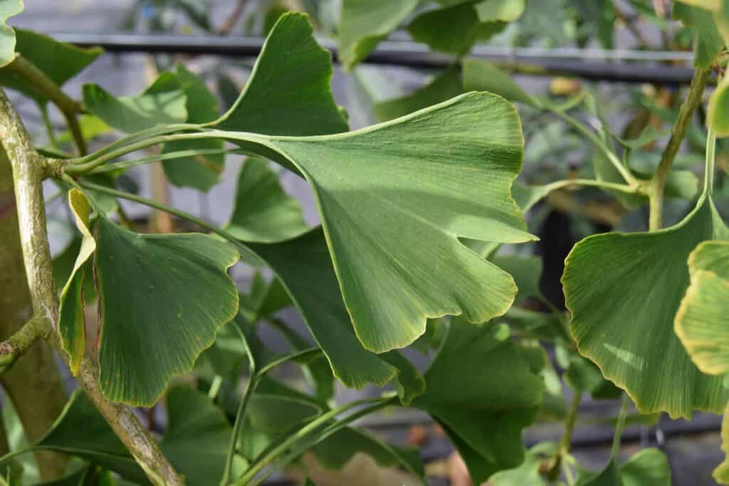 Ginkgo biloba 8-10 S